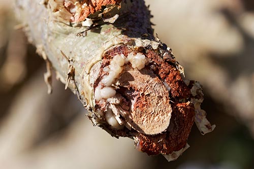 Organic Frankincense